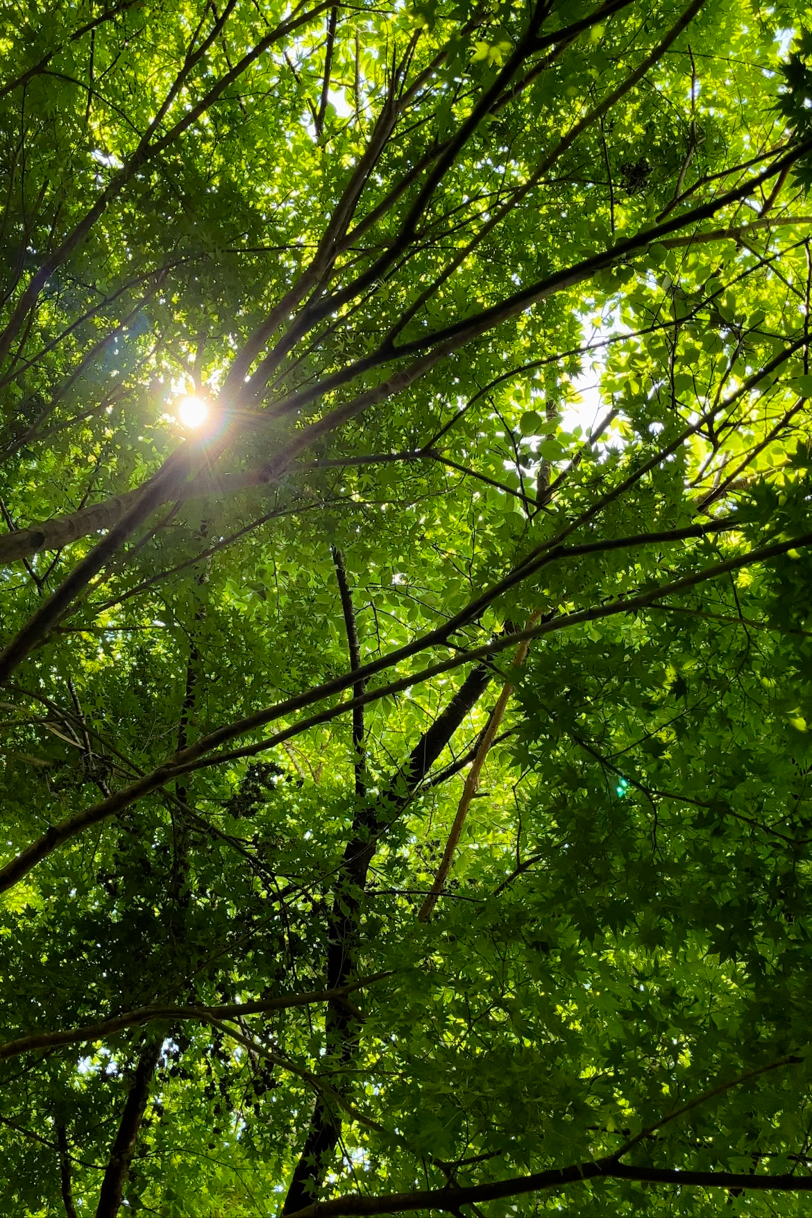 最新の写真を表示